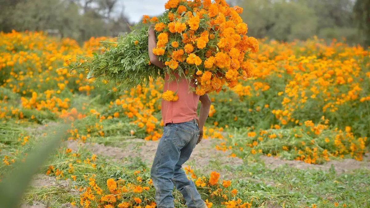 FLOR JO (1)